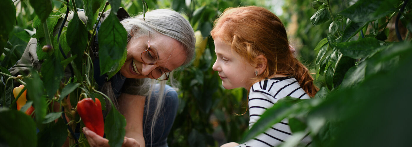 Grandmother and little girl pepper picking in a greenhouse