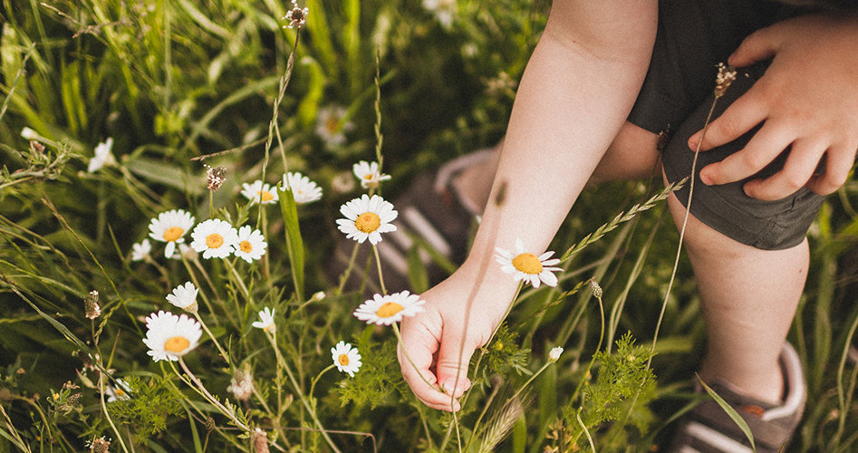 Healthcare articles - 5 Home remedies for hayfever