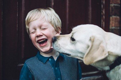 Small child laughing and smiling with a Labrador licking his face 